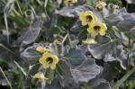 Weißes Bilsenkraut - Hyoscyamus albus