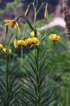 Pyrenäen-Lilie - Lilium pyrenaicum