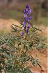 Blaue Lupine-Lupinus angustifolius