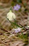 : - Narcissus pseudonarcissus subsp. moschatus