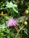 : - Mimosa albida
