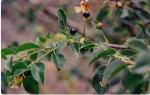 Steinweichsel - Prunus mahaleb