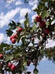Eingriffeliger Weißdorn - Crataegus monogyna