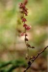 Braunrote Stendelwurz-Epipactis atrorubens