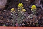 :-Alyssum simplex