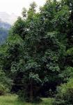 Gemeine Esche - Fraxinus excelsior