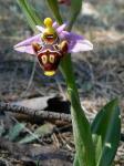 Schnepfen-Ragwurz - Ophrys scolopax