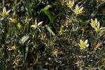Steppenraute - Peganum harmala