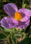 Weißliche Zistrose - Cistus albidus