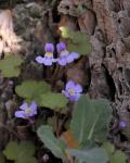 Mauer-Zimbelkraut - Cymbalaria muralis