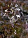 Senfrauke - Eruca vesicaria