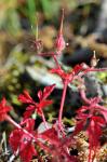 Purpur-Storchschnabel - Geranium purpureum
