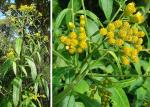 : - Neurolaena lobata