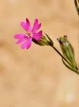 Fliegen-Leimkraut-Silene muscipula