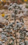 :-Teucrium capitatum subsp. capitatum