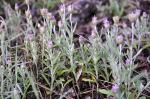 Kleiue Rote Strohblume - Xeranthemum inapertum