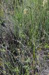 : - Allium pallens var. pallens