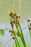 Kugelsimse - Scirpoides holoschoenus