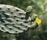 Feigenkaktus - Opuntia ficus-indica