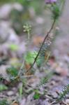 Cornwall-Heide - Erica vagans