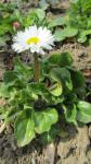 Gemeines Gänseblümchen - Bellis perennis
