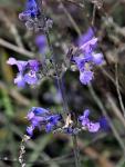 : - Nepeta amethystina subsp. amethystina