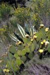 Hasenohr - Opuntia microdasys