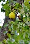 Kultur-Birne - Pyrus communis