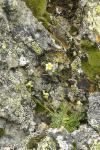 : - Saxifraga intricata