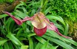 : - Phragmipedium longifolium