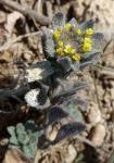 Kelch-Steinkraut-Alyssum alyssoides