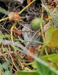 Wenignervige Osterluzei - Aristolochia paucinervis