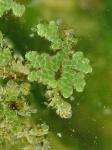 Großer Algenfarn - Azolla filiculoides