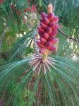 : - Pinus pseudostrobus var. apulcensis