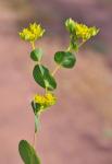 Rundblättriges Hasenohr - Bupleurum rotundifolium