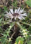 : - Carlina acaulis subsp. caulescens