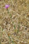 Wiesen-Flockenblume - Centaurea jacea