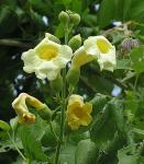 : - Pithecoctenium crucigerum