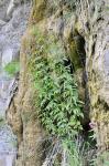 Gewöhnlicher Wasserdost - Eupatorium cannabinum