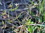 : - Euphorbia exigua subsp. exigua
