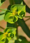 Saat-Wolfsmilch - Euphorbia segetalis