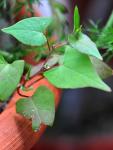 Winden-Knöterich - Fallopia convolvulus