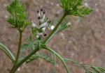 Kleinblütiger Erdrauch - Fumaria parviflora