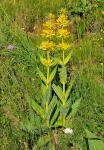 Gelber Enzian - Gentiana lutea