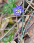 Leberblümchen - Hepatica nobilis