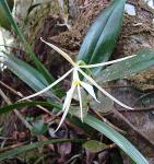 : - Prosthechea rhynchophora