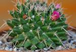 : - Mammillaria compressa