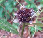 : - Psychotria glomerulata