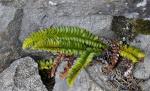 Lanzen-Schildfarn - Polystichum lonchitis