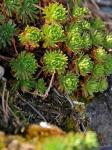 : - Saxifraga moncayensis